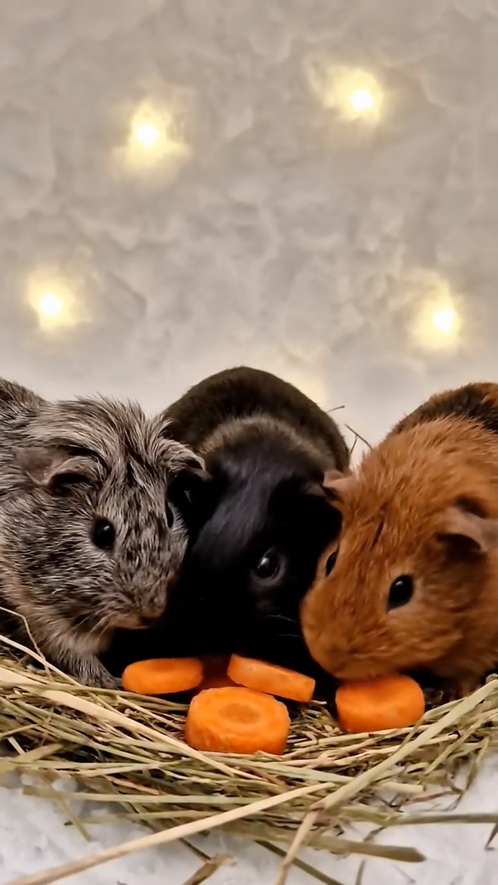 2057. Photorealistic scene of 4 smooth-haired Rex guinea pigs in gray, black, and brown colors, sharing carrot coins, inside an arctic snow home with flickering lights.