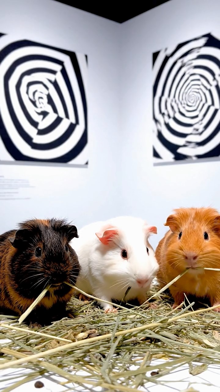 2064. Realistic depiction of 3 smooth-haired Silkie guinea pigs with sable, white, and orange fur, eating timothy hay strands, in a deceptive art museum with optical art.