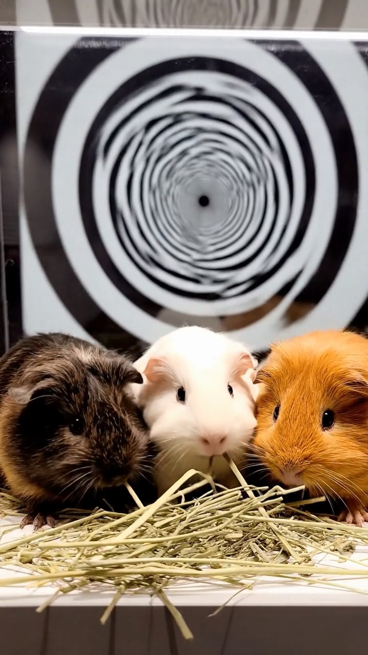 2064. Realistic depiction of 3 smooth-haired Silkie guinea pigs with sable, white, and orange fur, eating timothy hay strands, in a deceptive art museum with optical art.