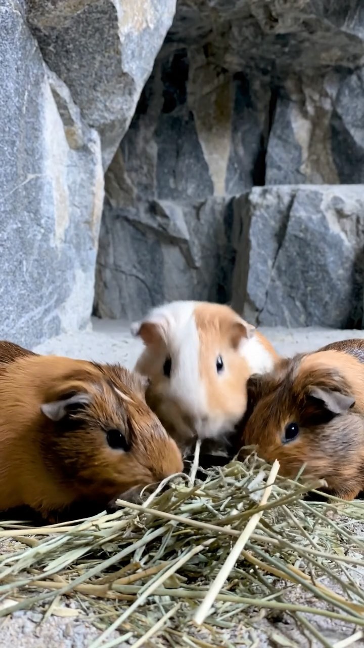 2103. Photorealistic scene of 4 smooth haired Peruvian guinea pigs with cream. fawn. and chocolate fur. eating dried timothy hay. inside a echoing granite quarry cave with jagged walls and distant machinery hum.