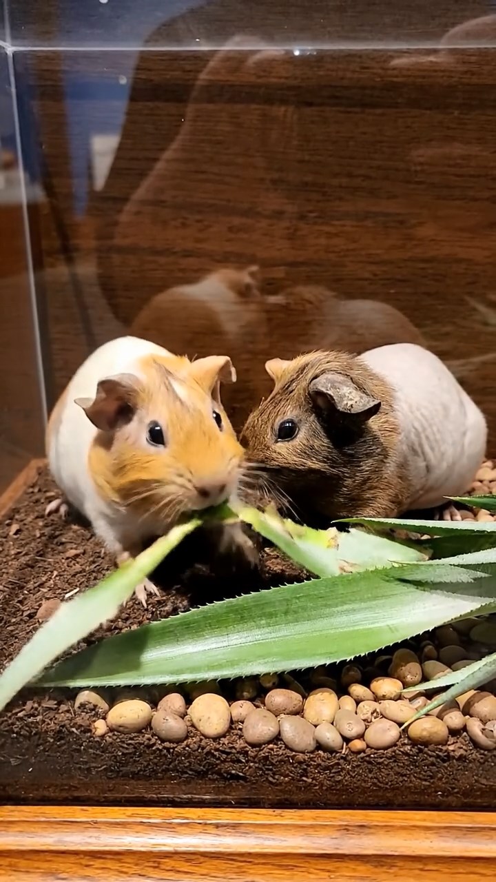 1000. Realistic scene of 5 smooth-haired Californian guinea pigs with Cream, Fawn, Sable, Gray, and Cinnamon fur, sleeping in a cozy pile, in a lush meadow, under golden sunlight, capturing a tranquil moment.