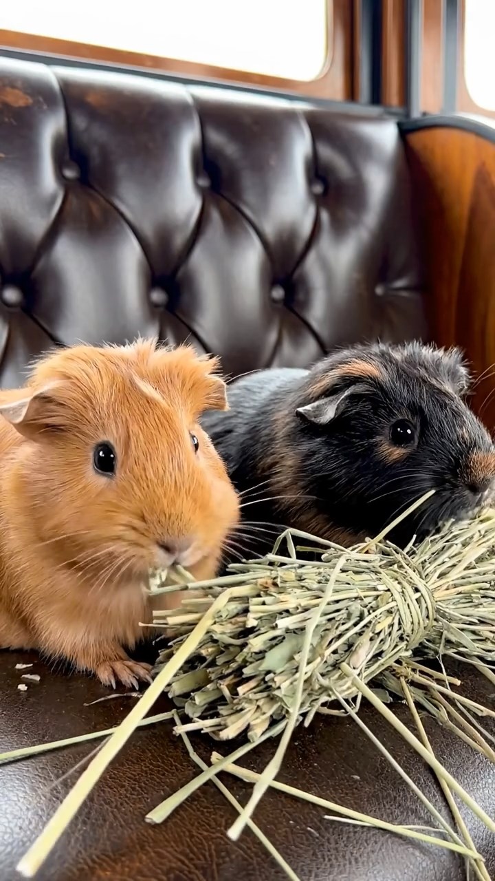 1034. Realistic depiction of 2 smooth-haired Silkie guinea pigs with cinnamon and sable fur, eating timothy hay bundles, inside a vintage steam train carriage with leather seats.