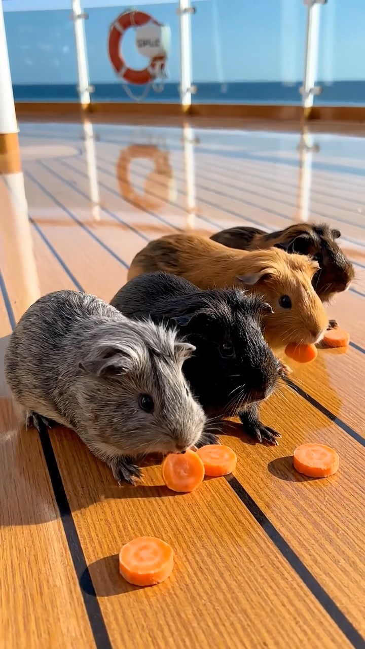 1057. Photorealistic scene of 4 smooth-haired Rex guinea pigs in gray, black, and brown colors, sharing carrot coins, on the sun deck of a luxury Mediterranean cruise liner.