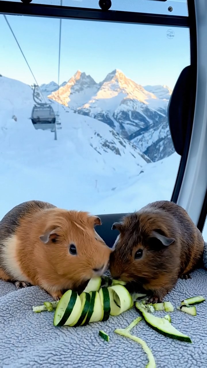 517. Detailed photo of 2 smooth-haired American guinea pigs with Fawn and Sable fur, dressed as bakers in tiny aprons, baking bread in a guinea pig bakery with hay ovens and wooden counters, under soft lamplight, creating a realistic, cozy culinary scene.