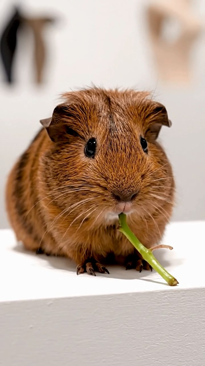 519. Highly detailed view of 4 smooth-haired Himalayan guinea pigs with White, Orange, Black, and Brown fur, dressed as writers in tiny scarves, typing stories in a guinea pig study with miniature books and hay desks, under warm lamplight, creating a vivid, realistic literary scene.