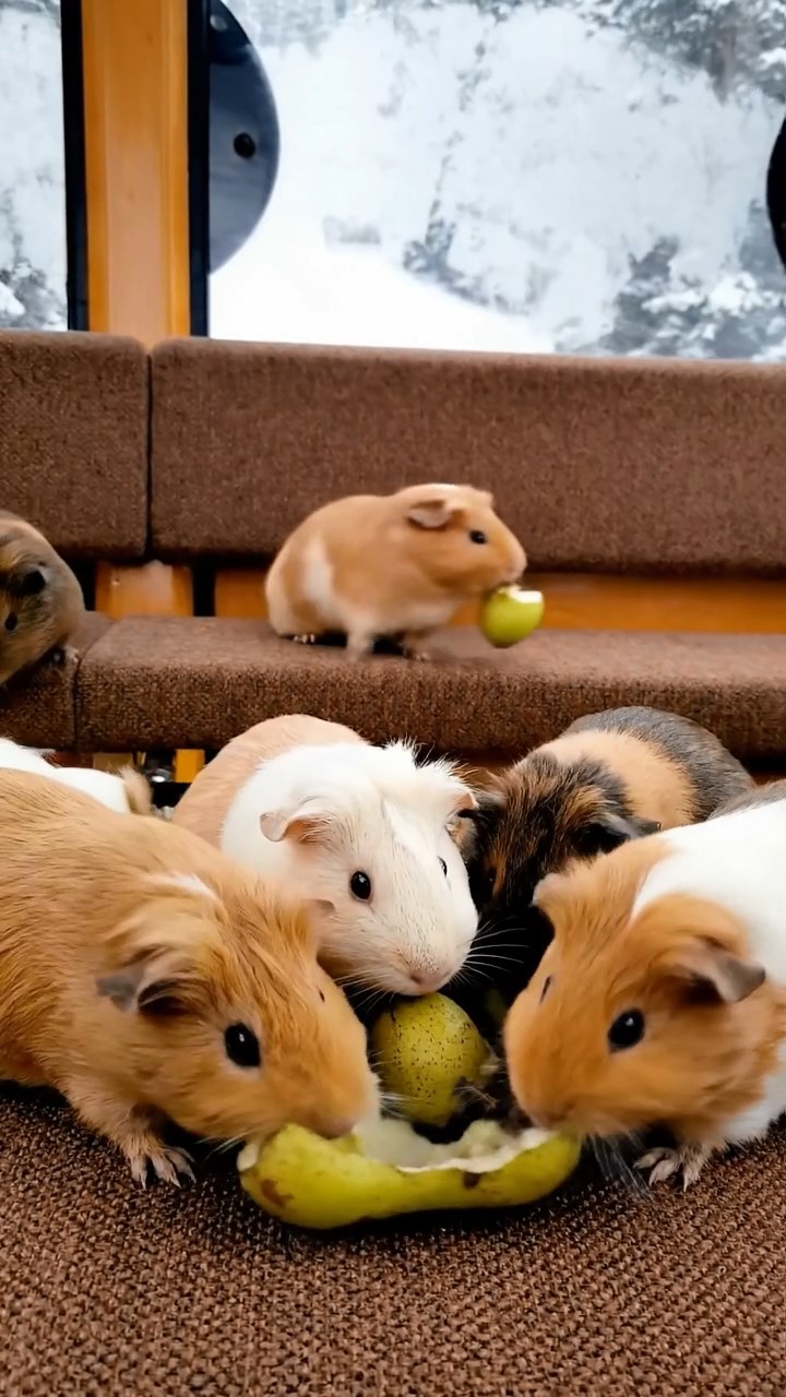 523. Highly detailed view of 3 smooth-haired Himalayan guinea pigs with Gray, Cream, and Brown fur, mating in a secluded grassy clearing surrounded by tall ferns and soft moss, under gentle morning light, creating a realistic, intimate natural scene.