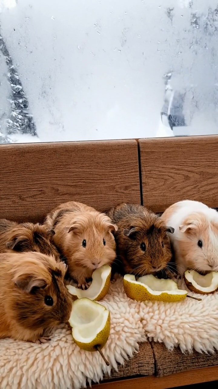 524. Realistic scene of 4 smooth-haired Californian guinea pigs with Fawn, Chocolate, Cinnamon, and Sable fur, dressed as firefighters in tiny uniforms, extinguishing a pretend fire in a guinea pig village with hay houses, under glowing streetlights, capturing a heroic, lifelike moment.