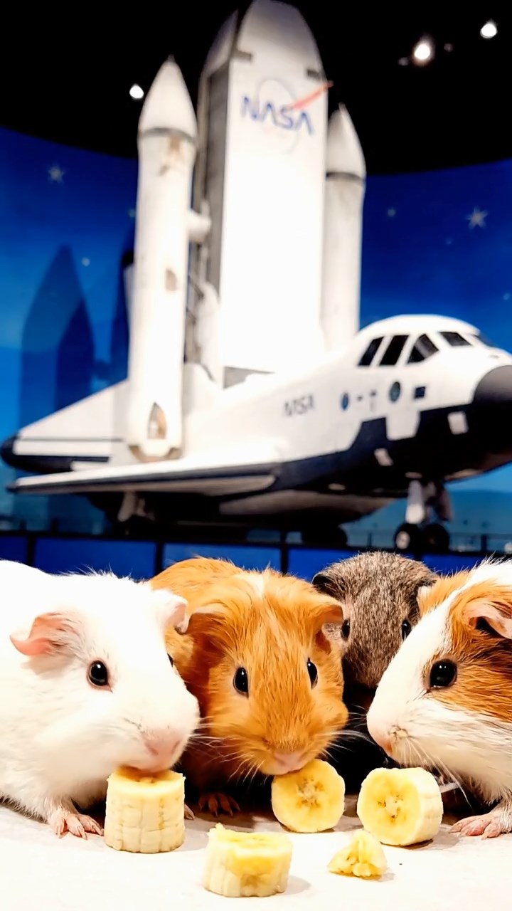 539. Highly detailed view of 4 smooth-haired Himalayan guinea pigs with White, Orange, Black, and Brown fur, dressed as writers in tiny scarves, drafting novels in a guinea pig study with miniature books and hay desks, under warm lamplight, creating a vivid, realistic literary scene.