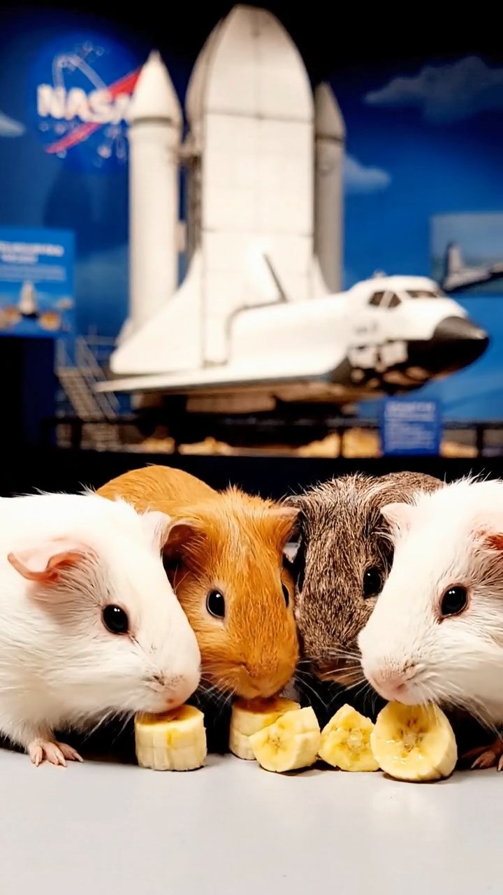 539. Highly detailed view of 4 smooth-haired Himalayan guinea pigs with White, Orange, Black, and Brown fur, dressed as writers in tiny scarves, drafting novels in a guinea pig study with miniature books and hay desks, under warm lamplight, creating a vivid, realistic literary scene.