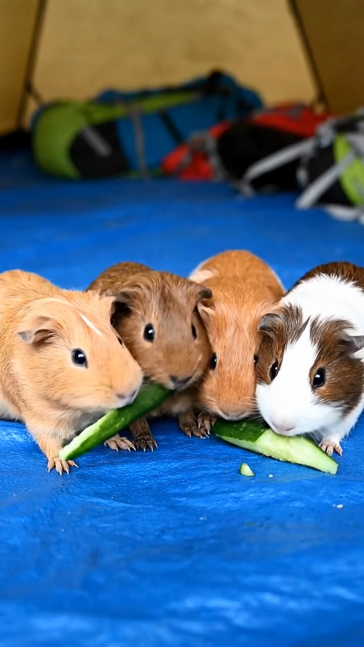 1163. Photorealistic photo of 5 smooth-haired Peruvian guinea pigs with fawn, chocolate, and cinnamon fur, munching on cucumber sticks, on a Mount Everest base camp tent floor.