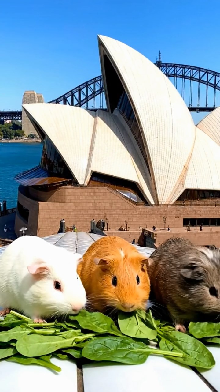 1173. Realistic image of 3 smooth-haired Peruvian guinea pigs with white, orange, and gray fur, munching on spinach leaves, atop a Sydney Opera House roof with harbor views.