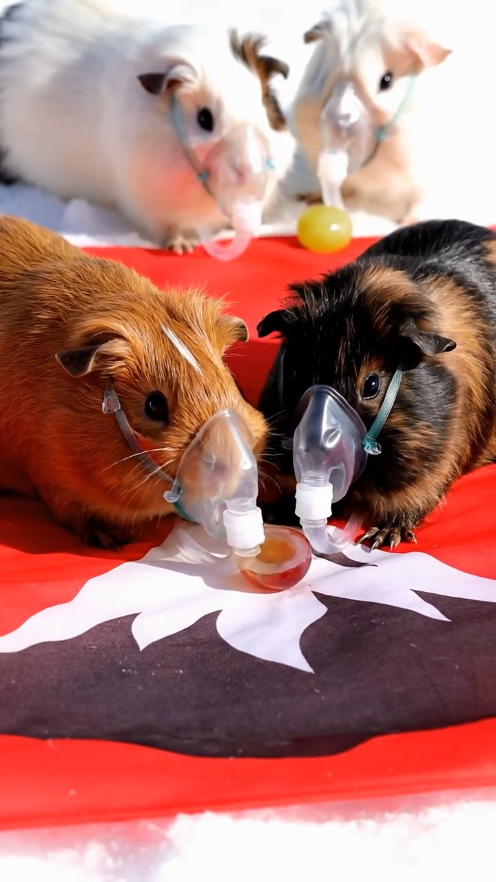 1185. Realistic photo of 4 smooth-haired Teddy guinea pigs in cinnamon, sable, and white colors, nibbling on grape halves, atop a Everest summit flag with oxygen masks.