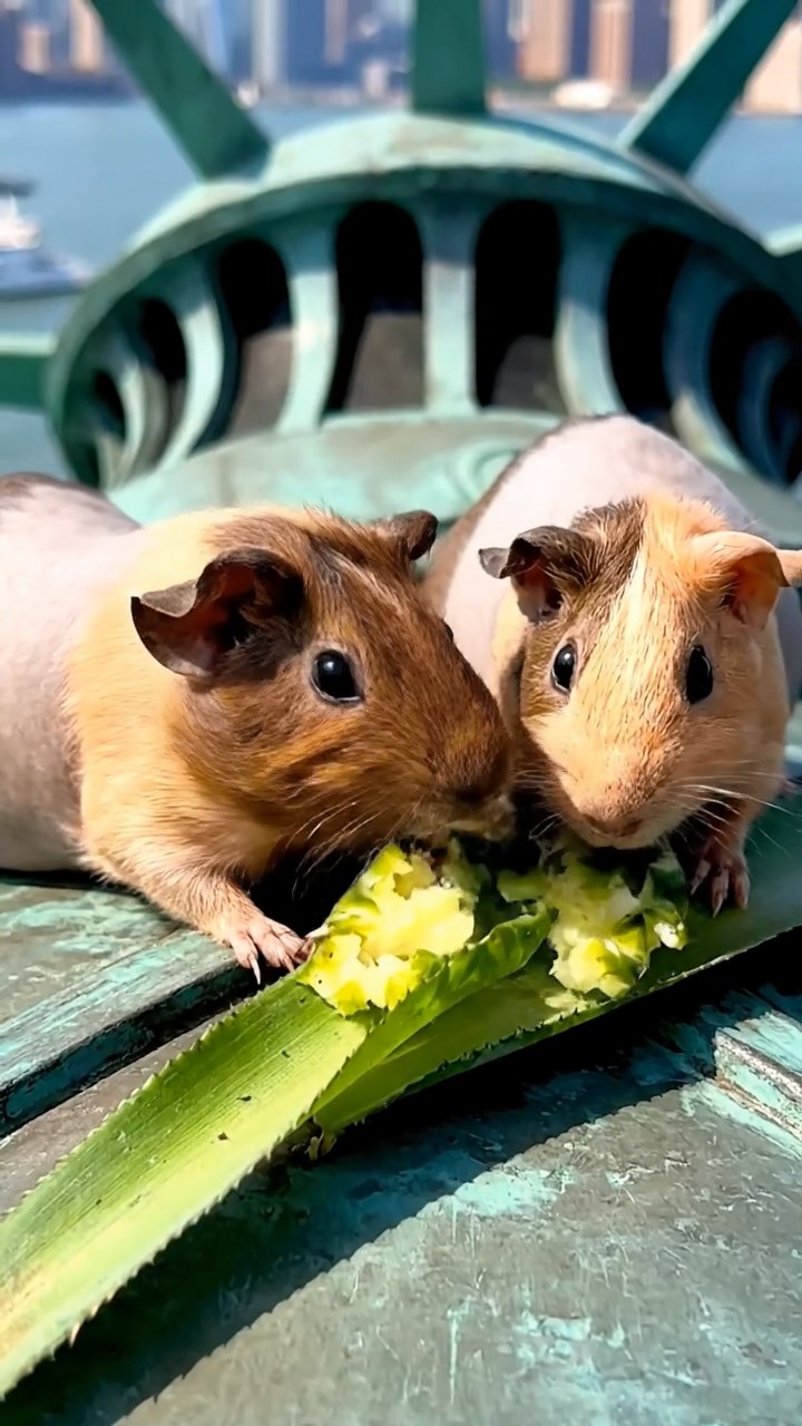 1200. Realistic depiction of 2 smooth-haired Skinny guinea pigs in brown and cream colors, nibbling on pineapple leaves, atop a Statue of Liberty torch platform with harbor views.