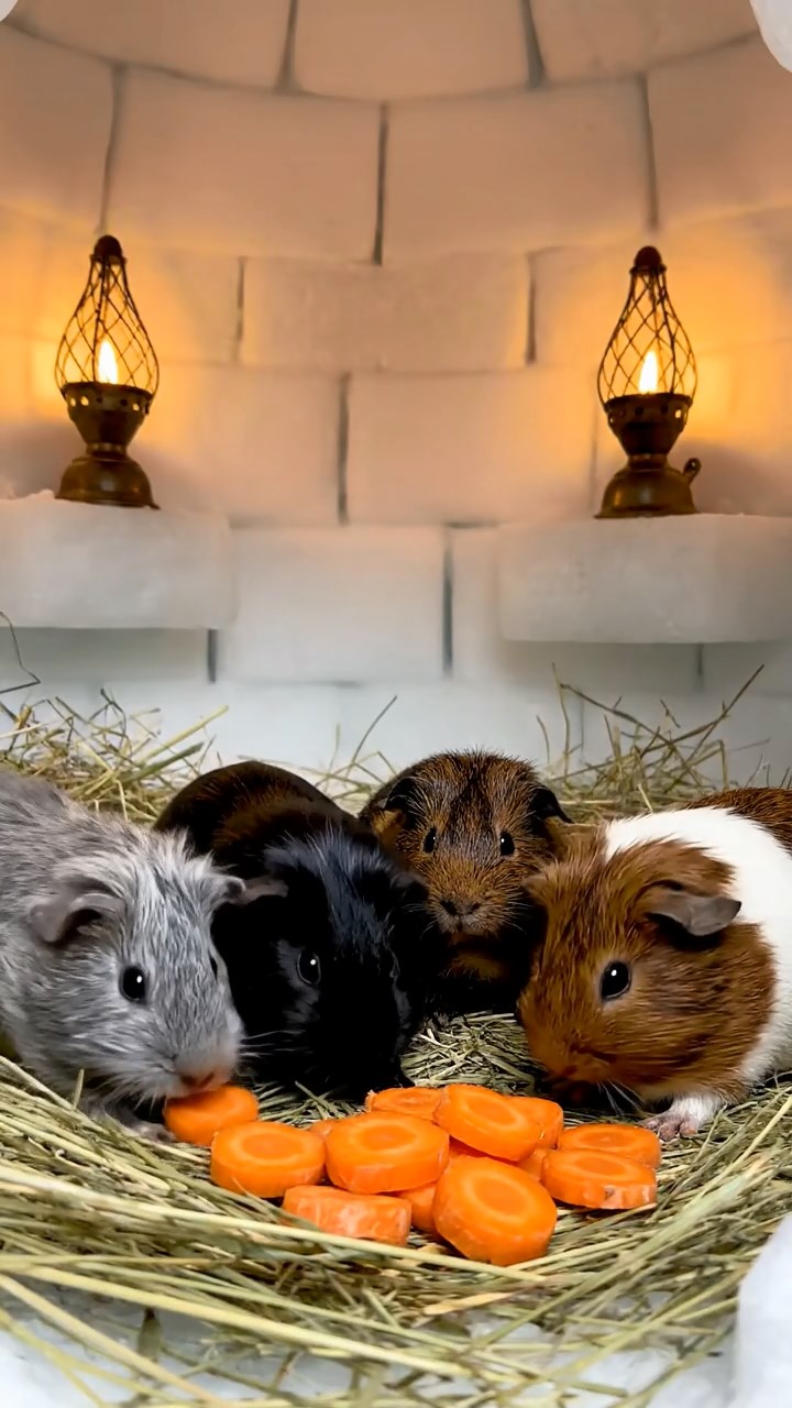 1257. Photorealistic scene of 4 smooth-haired Rex guinea pigs in gray, black, and brown colors, sharing carrot coins, inside an Inuit igloo with seal oil lamps.