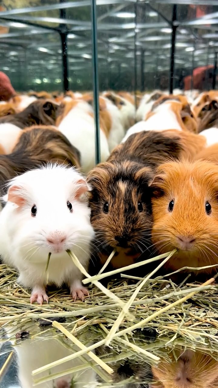 1264. Realistic depiction of 3 smooth-haired Silkie guinea pigs with sable, white, and orange fur, eating timothy hay strands, in a trippy optical illusion exhibit with mirrors.