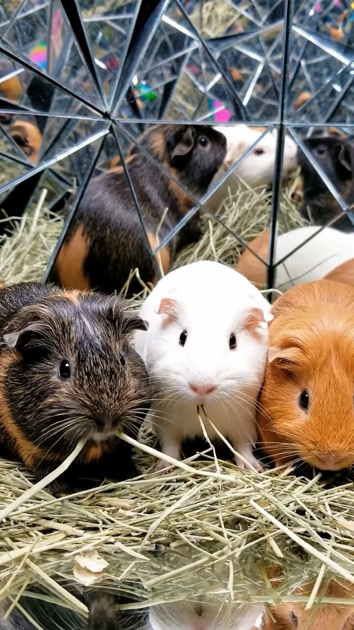 1264. Realistic depiction of 3 smooth-haired Silkie guinea pigs with sable, white, and orange fur, eating timothy hay strands, in a trippy optical illusion exhibit with mirrors.