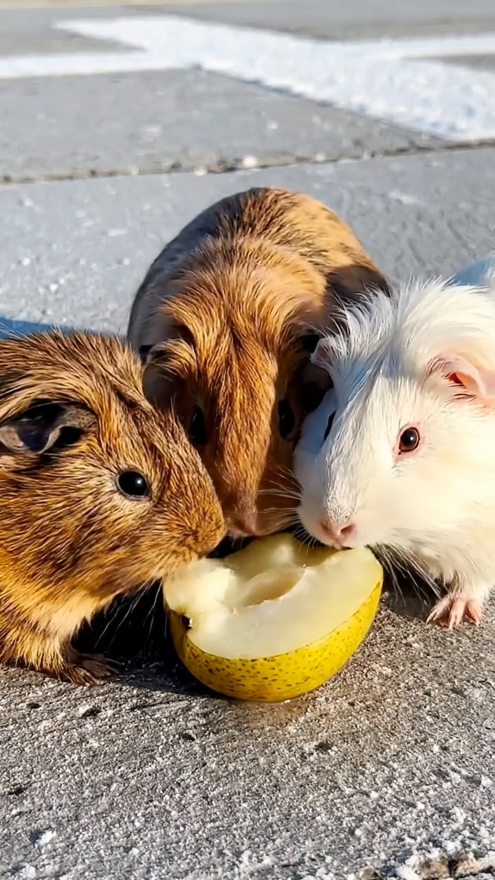 1292. Highly detailed view of 3 smooth-haired Abyssinian guinea pigs featuring cream, fawn, and chocolate coats, sharing pear halves, on a Antarctic helicopter landing pad.