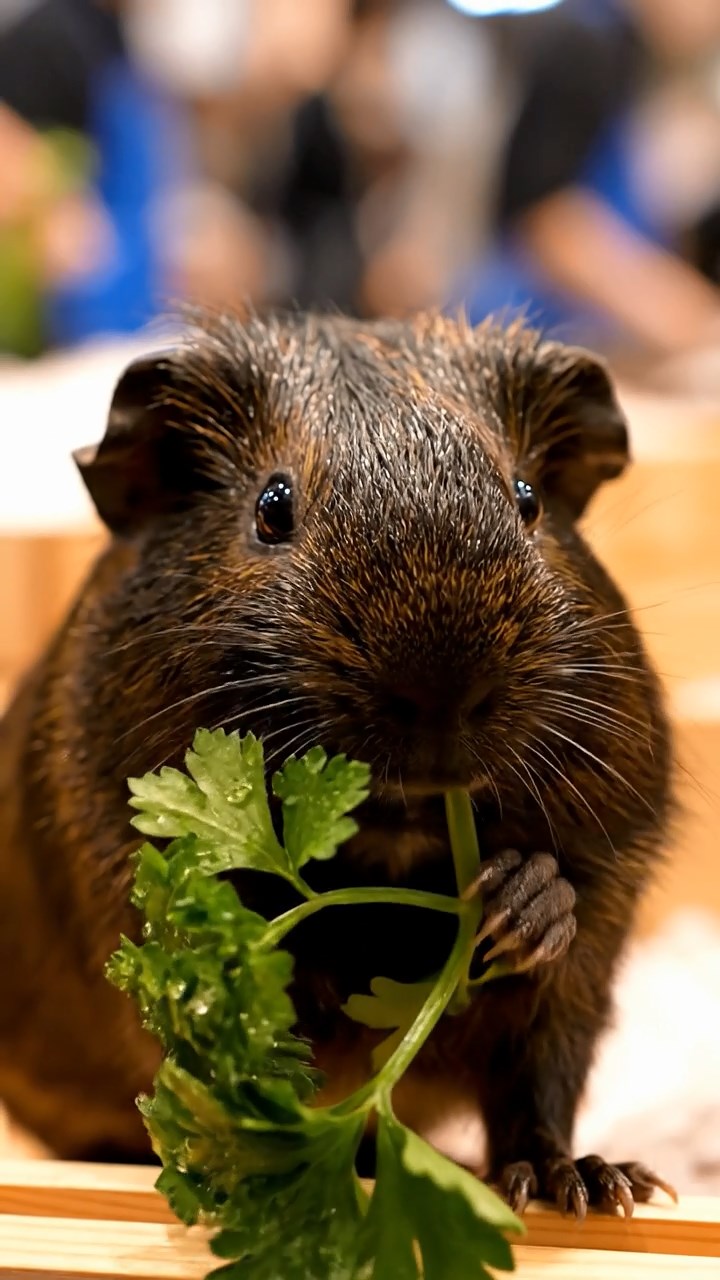 1313. Realistic photo of 1 smooth-haired Peruvian guinea pig with sable fur, eating fresh parsley, on a crowded Japanese seafood auction floor with crates and bidders.