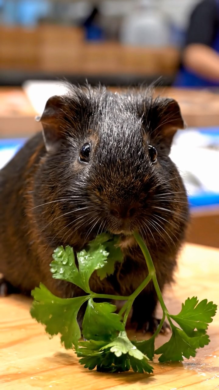 1313. Realistic photo of 1 smooth-haired Peruvian guinea pig with sable fur, eating fresh parsley, on a crowded Japanese seafood auction floor with crates and bidders.