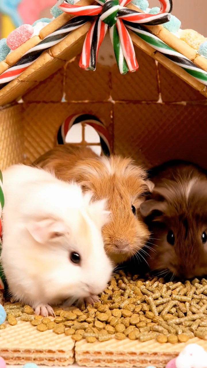 1354. Photorealistic photo of 3 smooth-haired Silkie guinea pigs featuring cream, fawn, and chocolate coats, eating alfalfa pellets, in a edible sweets house with licorice ropes.
