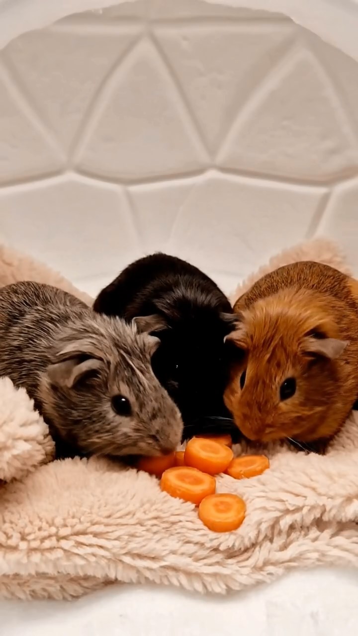 1357. Photorealistic scene of 4 smooth-haired Rex guinea pigs in gray, black, and brown colors, sharing carrot coins, inside a snow dome igloo with fur blankets.