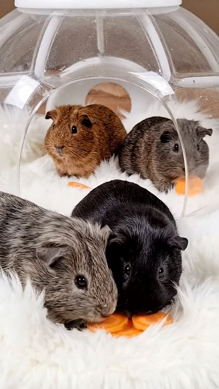1357. Photorealistic scene of 4 smooth-haired Rex guinea pigs in gray, black, and brown colors, sharing carrot coins, inside a snow dome igloo with fur blankets.