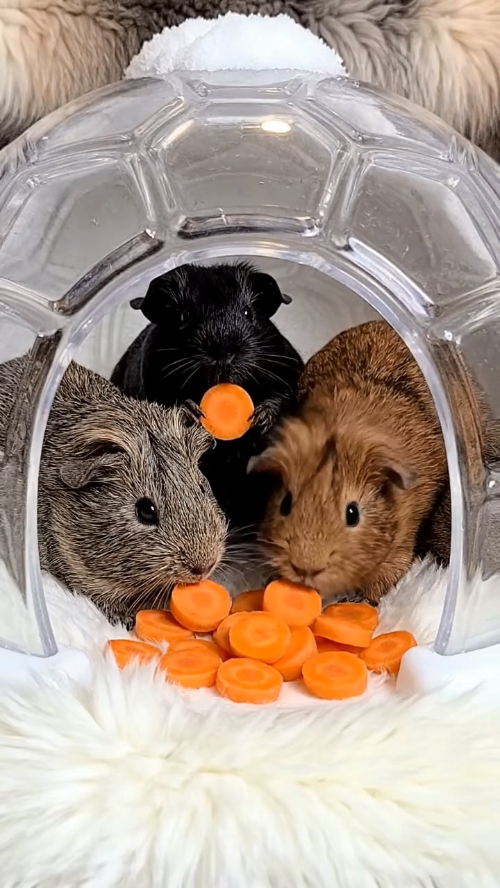 1357. Photorealistic scene of 4 smooth-haired Rex guinea pigs in gray, black, and brown colors, sharing carrot coins, inside a snow dome igloo with fur blankets.