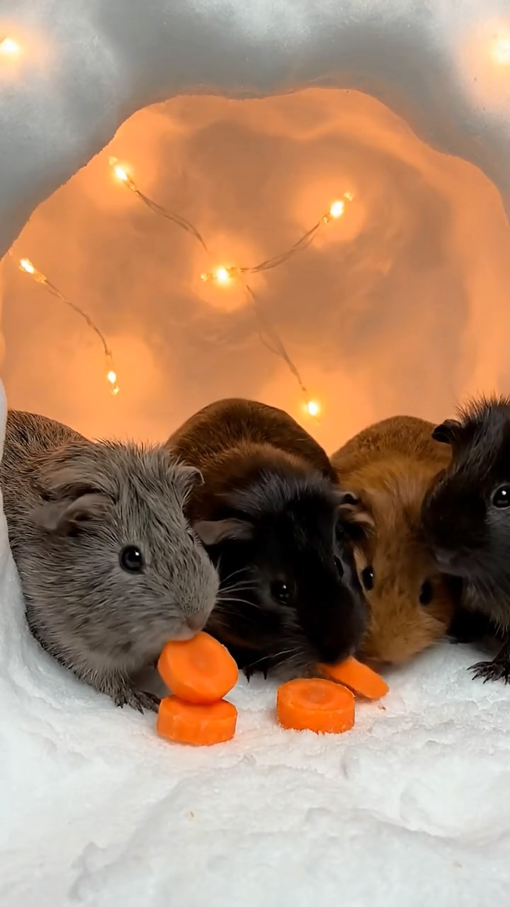 913. Detailed photo of 3 smooth-haired American guinea pigs with Gray, Cream, and Brown fur, marking territory by rubbing their chins gently on grass blades, leaving subtle scent trails, in a lush fern grove with dense green fronds, under dappled sunlight, creating a vivid, realistic forest scene.