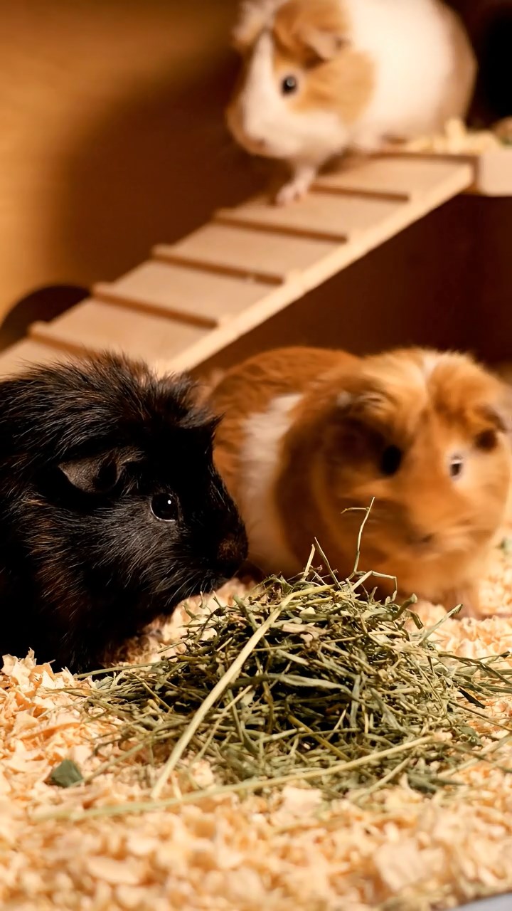 505. Detailed photo of 5 smooth-haired American guinea pigs with White, Orange, Gray, Black, and Brown fur, nest-building with twigs and grass in a tranquil forest glade with soft ferns and a babbling brook, under gentle morning light, creating a vivid, realistic scene of cooperative effort.