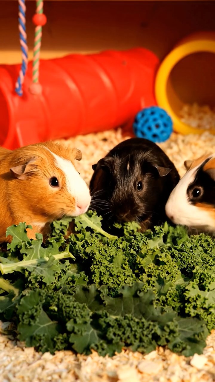 508. Realistic scene of 3 smooth-haired Californian guinea pigs with Chocolate, Cinnamon, and Gray fur, drinking from a clear stream in a forested slope with pine needles and moss, under dappled sunlight, enhancing the authentic, serene atmosphere.