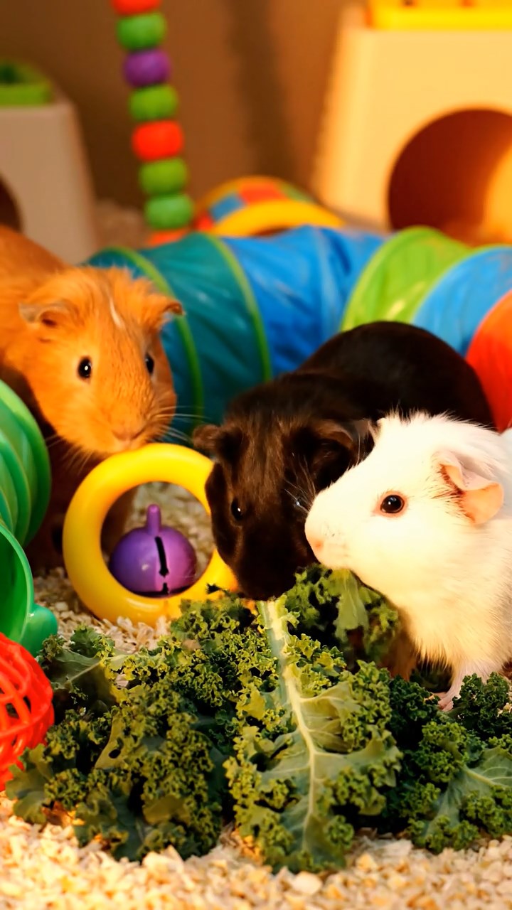 508. Realistic scene of 3 smooth-haired Californian guinea pigs with Chocolate, Cinnamon, and Gray fur, drinking from a clear stream in a forested slope with pine needles and moss, under dappled sunlight, enhancing the authentic, serene atmosphere.