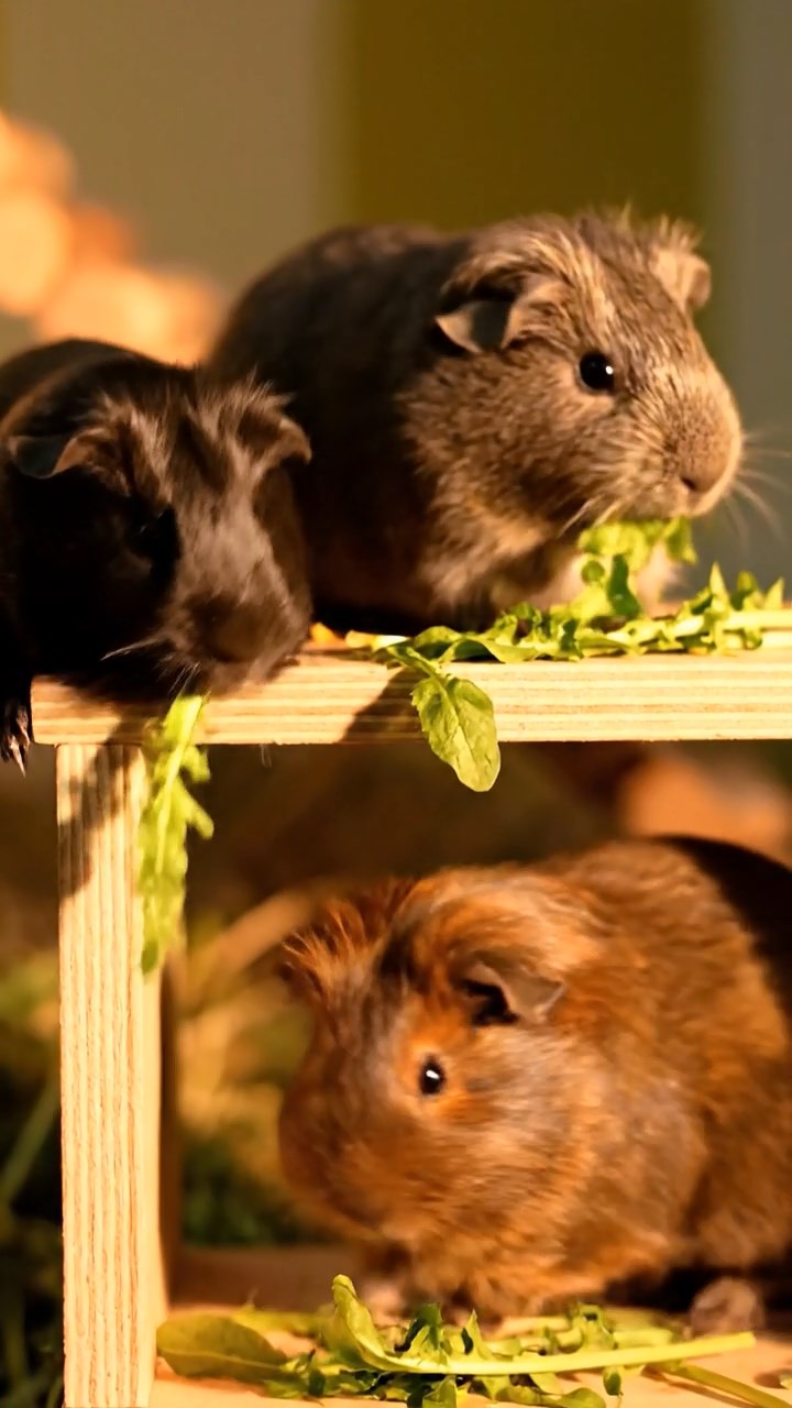 512. Realistic scene of 2 smooth-haired Californian guinea pigs with Orange and Black fur, dressed as tailors in tiny vests, sewing miniature scarves in a guinea pig atelier with colorful fabrics and hay mannequins, under warm lamplight, enhancing the lifelike, creative atmosphere.