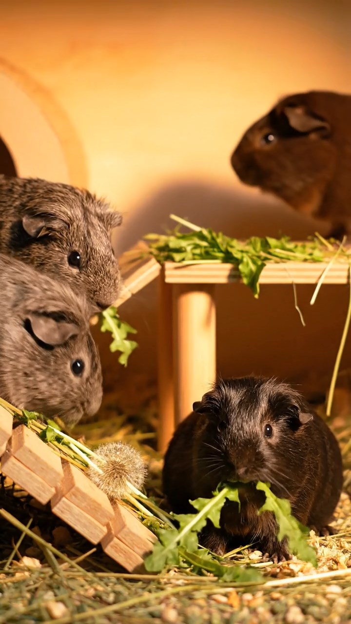 512. Realistic scene of 2 smooth-haired Californian guinea pigs with Orange and Black fur, dressed as tailors in tiny vests, sewing miniature scarves in a guinea pig atelier with colorful fabrics and hay mannequins, under warm lamplight, enhancing the lifelike, creative atmosphere.