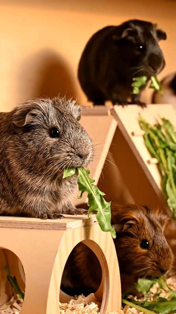 512. Realistic scene of 2 smooth-haired Californian guinea pigs with Orange and Black fur, dressed as tailors in tiny vests, sewing miniature scarves in a guinea pig atelier with colorful fabrics and hay mannequins, under warm lamplight, enhancing the lifelike, creative atmosphere.