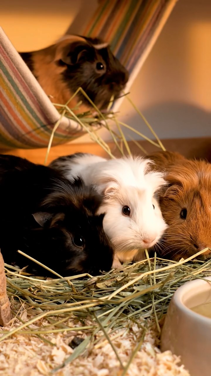 1338. Highly detailed view of 4 smooth-haired Coronet guinea pigs with chocolate, cinnamon, and sable fur, sharing orange peels, in a primitive cave shelter with drawings.