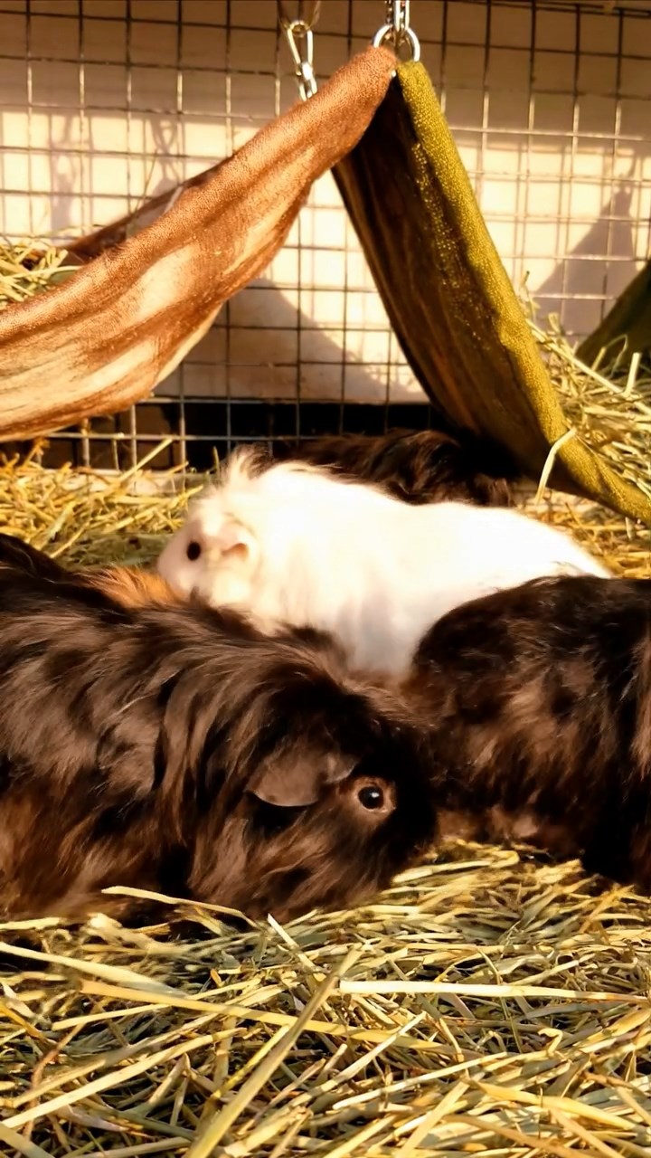 1338. Highly detailed view of 4 smooth-haired Coronet guinea pigs with chocolate, cinnamon, and sable fur, sharing orange peels, in a primitive cave shelter with drawings.