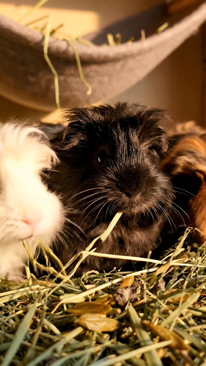 1338. Highly detailed view of 4 smooth-haired Coronet guinea pigs with chocolate, cinnamon, and sable fur, sharing orange peels, in a primitive cave shelter with drawings.