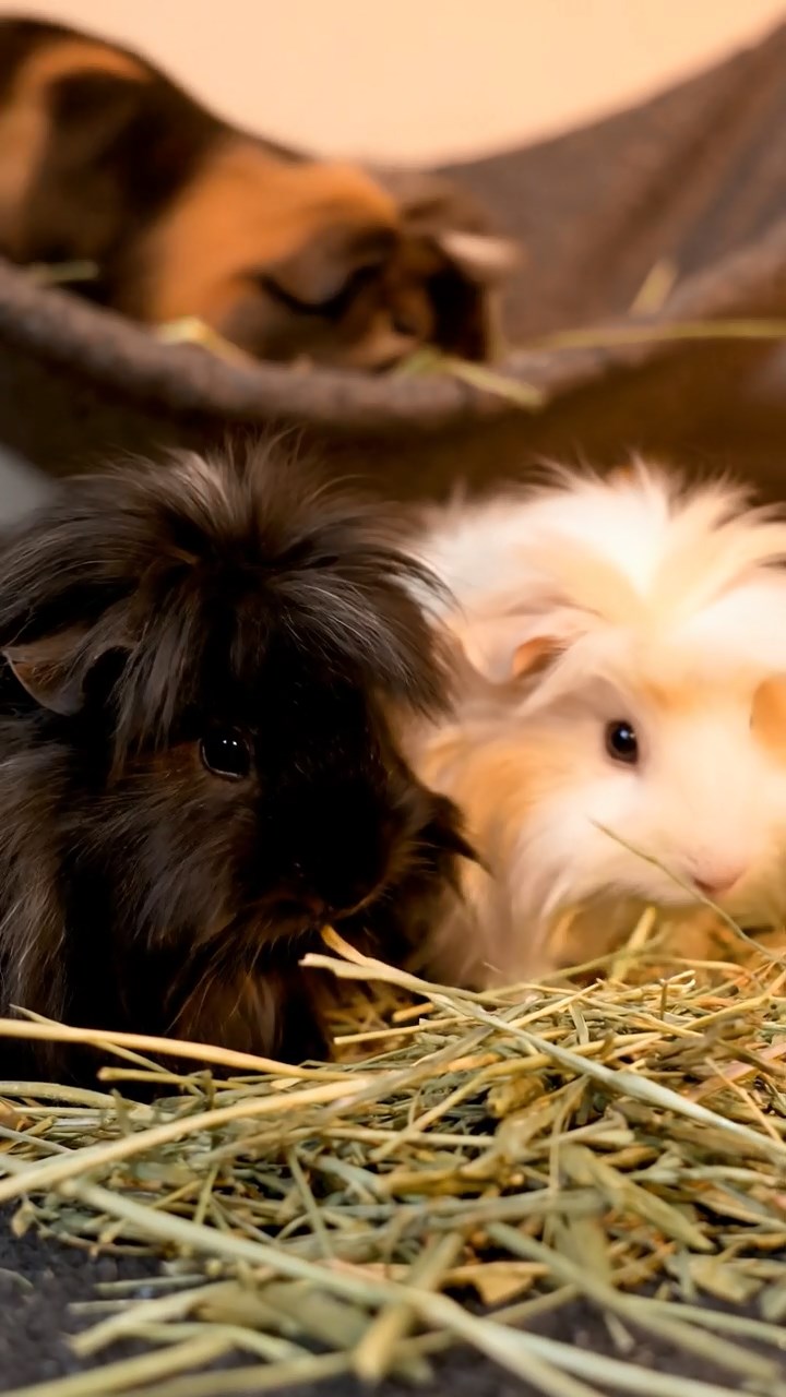 1338. Highly detailed view of 4 smooth-haired Coronet guinea pigs with chocolate, cinnamon, and sable fur, sharing orange peels, in a primitive cave shelter with drawings.