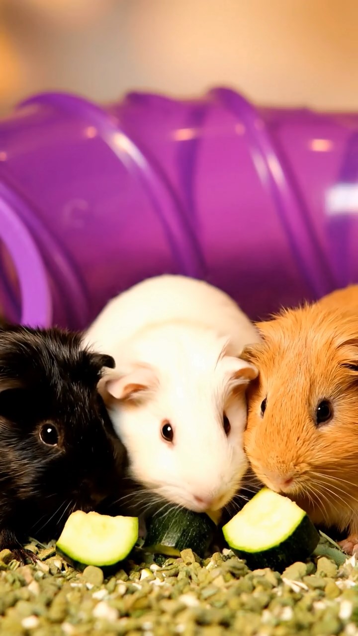 1344. Highly detailed view of 5 smooth-haired Silkie guinea pigs featuring orange, gray, and black coats, eating carrot shreds, in a Roman amphitheater with stone seats.