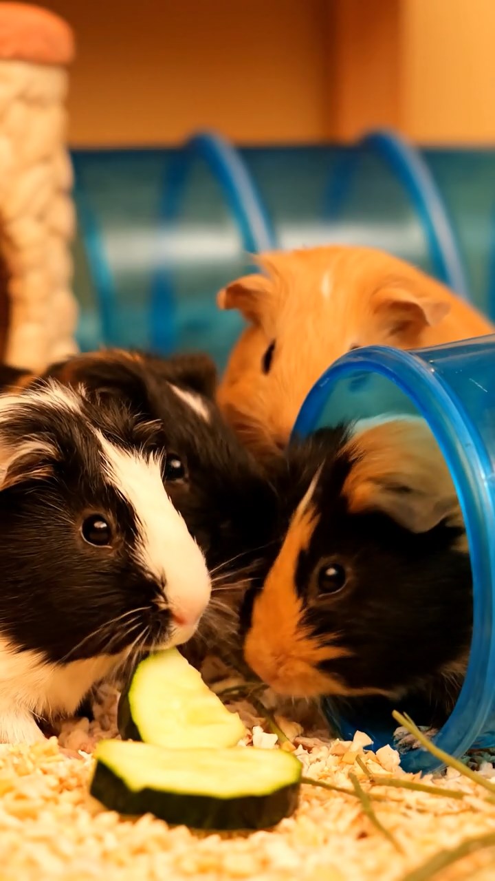 1344. Highly detailed view of 5 smooth-haired Silkie guinea pigs featuring orange, gray, and black coats, eating carrot shreds, in a Roman amphitheater with stone seats.