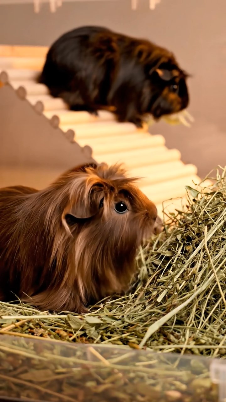 1346. Realistic depiction of 1 smooth-haired Texel guinea pig with chocolate fur, chewing on romaine hearts, inside a private investigator's dimly lit office with case files.