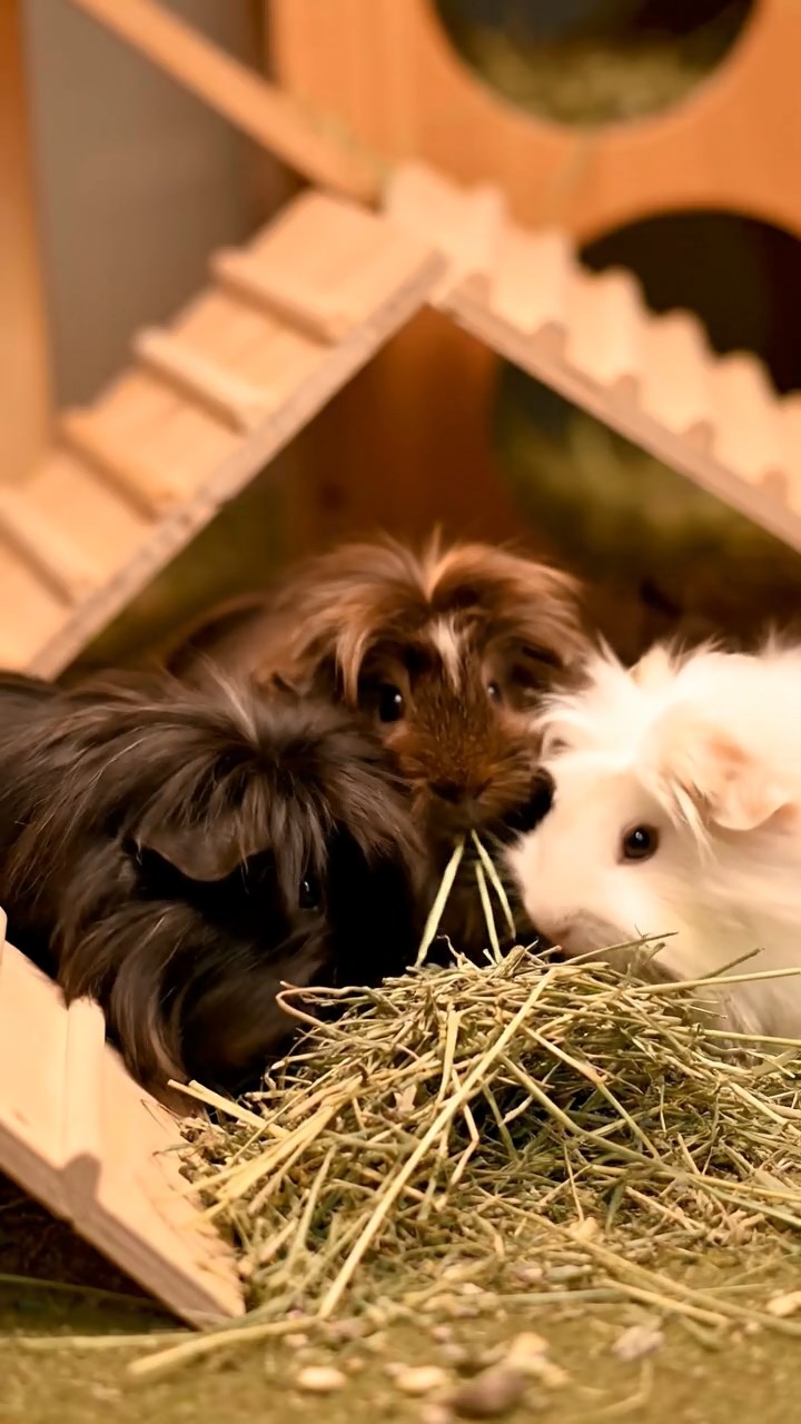 1346. Realistic depiction of 1 smooth-haired Texel guinea pig with chocolate fur, chewing on romaine hearts, inside a private investigator's dimly lit office with case files.