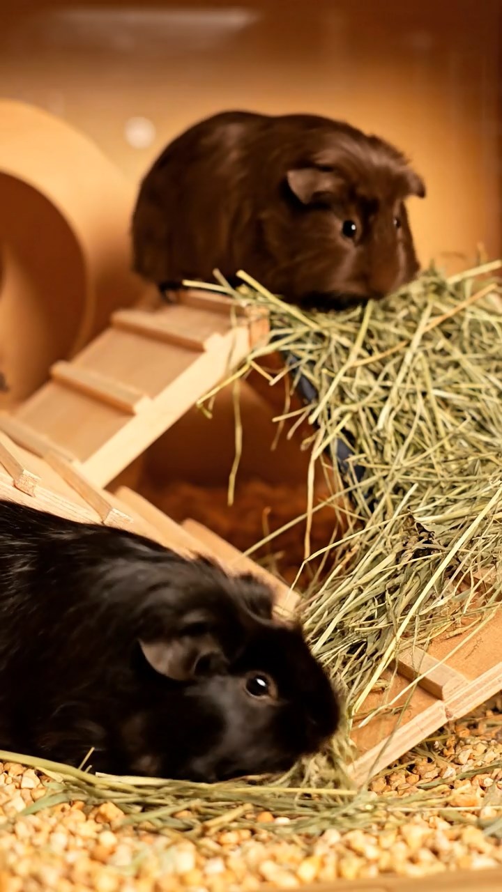 1346. Realistic depiction of 1 smooth-haired Texel guinea pig with chocolate fur, chewing on romaine hearts, inside a private investigator's dimly lit office with case files.