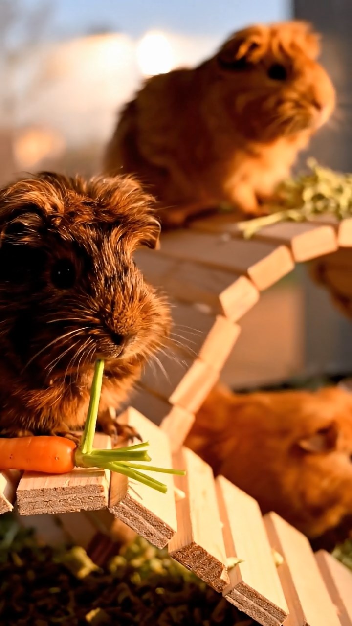1348. Photorealistic scene of 2 smooth-haired Coronet guinea pigs with orange and gray fur, munching on watermelon slices, in a ethereal dream world with upside-down landscapes.