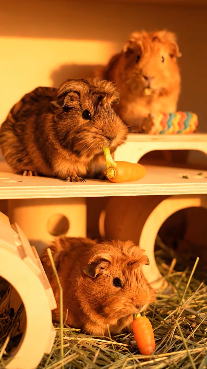 1348. Photorealistic scene of 2 smooth-haired Coronet guinea pigs with orange and gray fur, munching on watermelon slices, in a ethereal dream world with upside-down landscapes.