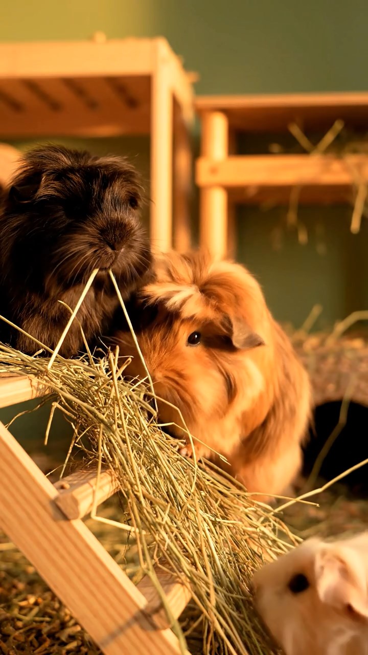1354. Photorealistic photo of 3 smooth-haired Silkie guinea pigs featuring cream, fawn, and chocolate coats, eating alfalfa pellets, in a edible sweets house with licorice ropes.