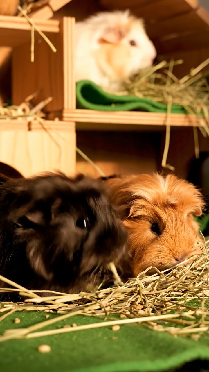1354. Photorealistic photo of 3 smooth-haired Silkie guinea pigs featuring cream, fawn, and chocolate coats, eating alfalfa pellets, in a edible sweets house with licorice ropes.