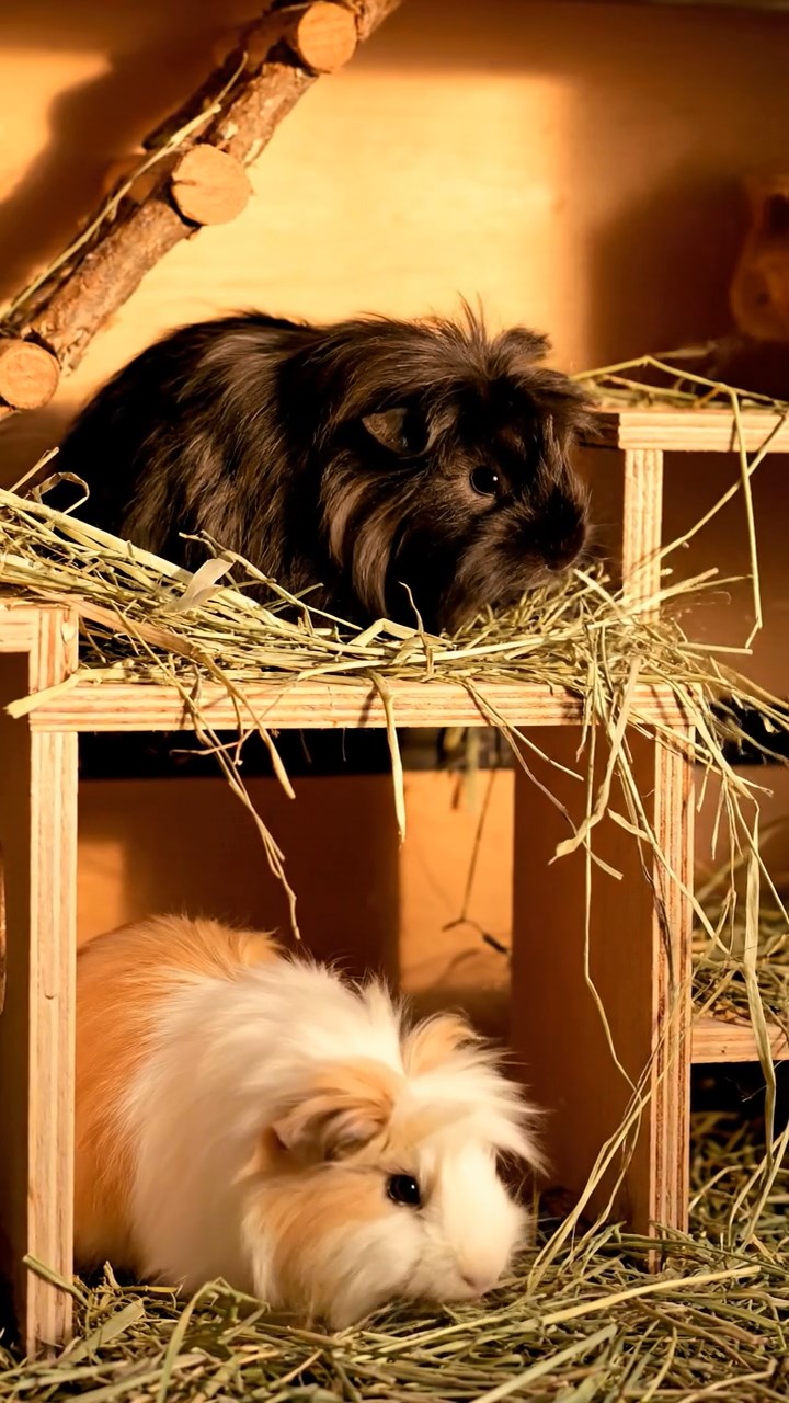 1354. Photorealistic photo of 3 smooth-haired Silkie guinea pigs featuring cream, fawn, and chocolate coats, eating alfalfa pellets, in a edible sweets house with licorice ropes.