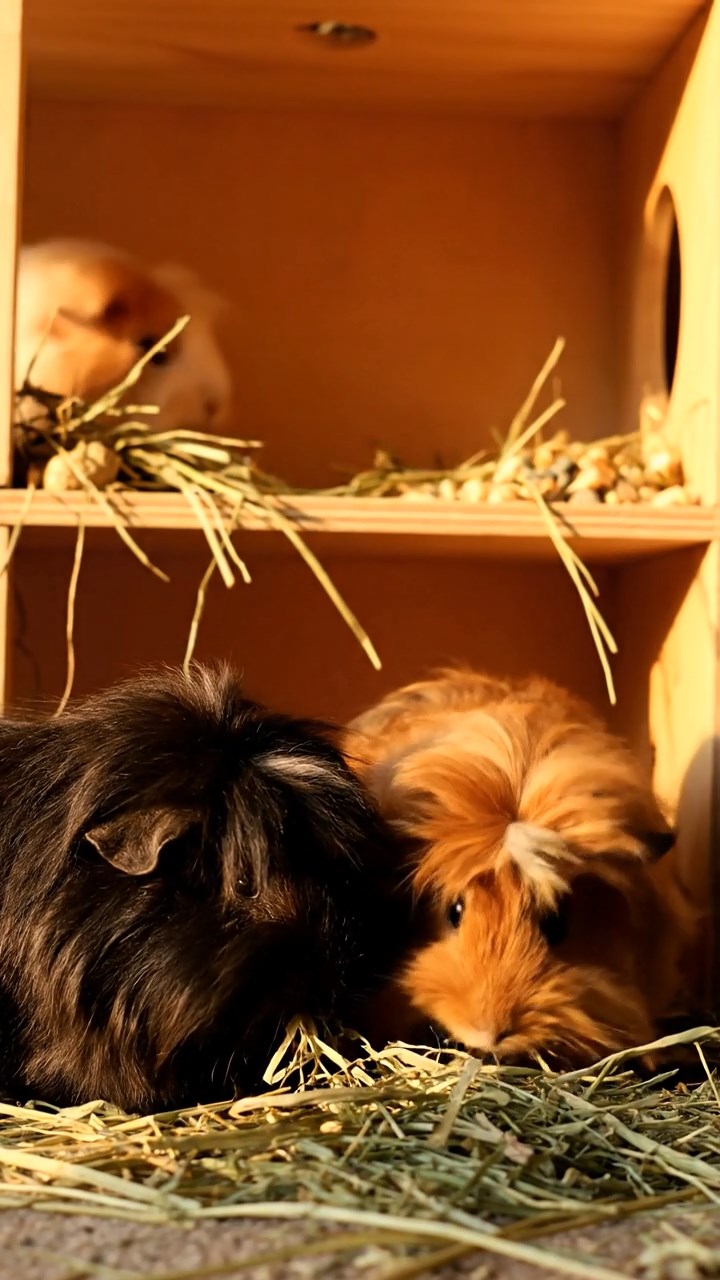 1354. Photorealistic photo of 3 smooth-haired Silkie guinea pigs featuring cream, fawn, and chocolate coats, eating alfalfa pellets, in a edible sweets house with licorice ropes.