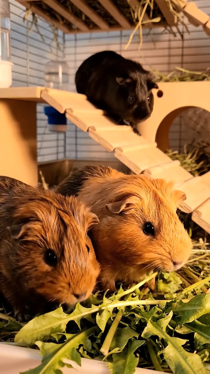 1357. Photorealistic scene of 4 smooth-haired Rex guinea pigs in gray, black, and brown colors, sharing carrot coins, inside a snow dome igloo with fur blankets.